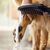 Hansgrohe Dog Shower Head 26640670