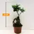 ფიკუსი FICUS MICROCARPA GINSENG 25 სმ