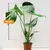 მონსტერა Monstera 60 cm