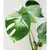 მონსტერა Monstera 60 cm