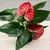 ანტურიუმ Anthurium 35 სმ