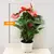 ანტურიუმ Anthurium 45 სმ