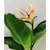 Стрелиция STRELITZIA NICOLAI 1 PP 50 см