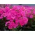 Bulb HBM Phlox Pink I 1 pc