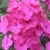Bulb HBM Phlox Pink I 1 pc