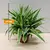 ქლოროფიტუმი CHLOROPHYTUM HANGING 20 სმ