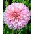 Bulb HBM Dahlia Bonesta II 1 pc