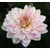 Bulb HBM Dahlia Bonesta II 1 pc