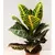 კროტონი CODIAEUM CROTON PETRA 30 სმ