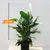 Спатифиллюм Spathiphyllum 60 cm