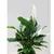 Спатифиллюм Spathiphyllum 60 cm