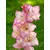 Луковичные SUP Gladiolus Priscilla (x2)