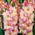 Луковичные SUP Gladiolus Priscilla (x2)