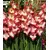 Луковичные SUP Gladiolus Priscilla (x2)