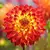 Bulb BES HBM Dahlia Procyon II 1 pc