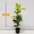Фикус FICUS ELASTICA  ABIDJAN 1PP 100 см