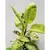 Фикус FICUS ELASTICA  ABIDJAN 1PP 100 см