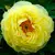 ბოლქვი BES HBM Paeonia Yellow (x1) 1/2