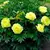 ბოლქვი BES HBM Paeonia Yellow (x1) 1/2