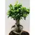 ფიკუსი FICUS MICROCARPA GINSENG 50 სმ
