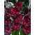 Bulb HBM Gladiolus Black Jack 10/12 5 pc