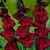 Bulb HBM Gladiolus Black Jack 10/12 5 pc