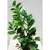 ზამიოკულკასი Zamioculcas 90 სმ