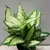 Диффенбахия Dieffenbachia Camilla Compacta 40 см