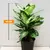 Диффенбахия Dieffenbachia Camilla Compacta 40 см