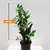 ზამიოკულკასი Zamioculcas 90 სმ