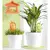 თვითმომრწყველი Scheurich 110/16 BOERDY GREEN