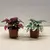 Гипоэстес Hypoestes 8 см