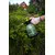 სასხურებელი პნევმატური, ხელის Bradas Aqua Spray Clear AS0150CL 1.5 ლ