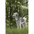 Leash Flamingo GREY/WHITE 120 cm 20 mm