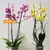 Орхидея PHALAENOPSIS 2 SPIKE 60 см
