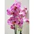 Орхидея PHALAENOPSIS 2 SPIKE 60 см