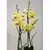 Орхидея PHALAENOPSIS 2 SPIKE 60 см