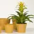 ქოთანი კერამიკული ყვავილის Scheurich 808/17 Cover pot Curcuma