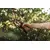 Секаторы Fiskars PowerGear M P921