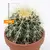 Echinocactus grusonii bowl 10 cm