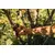 Секатор Fiskars PowerGear L P961 26 мм