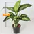 Dieffenbachia Mars 50 cm