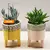 Crassula money tree ovata Willemstad 10 cm
