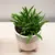 Crassula money tree ovata Willemstad 10 cm