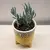 Crassula money tree ovata Willemstad 10 cm
