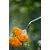 Напорный опрыскиватель Gardena 11130-20 5 л