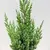 ღვია Juniperus chinensis Stricta 15/20 C3