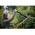 Сучкорез плоскостной Fiskars SingleStep L38 (112460)
