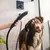 Hansgrohe Dog Shower Head 26640670