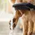 Hansgrohe Dog Shower Head 26640670